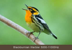 Blackburnian Warbler © Lang Elliott
