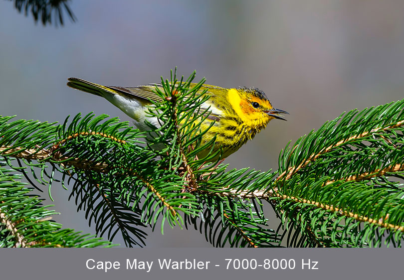 Cape May Warbler singing © Shutterstock