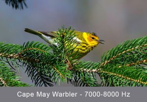 Cape May Warbler in full song - from Shutterstock