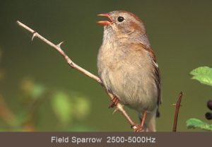 Field Sparrow © Lang Elliott