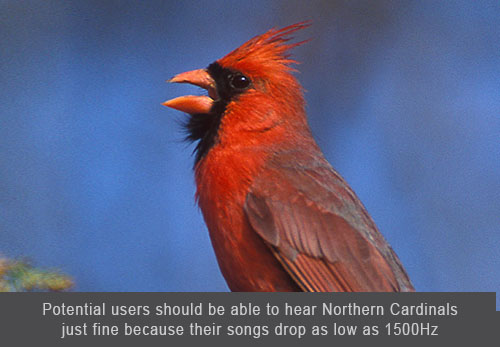 Northern Cardinal © Marie Read