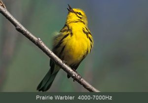 Prairie Warbler © Lang Elliott