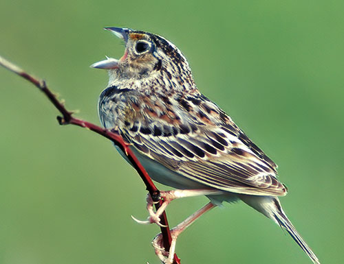 Grasshopper Sparrow © Lang Elliott