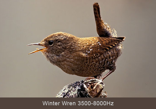 Winter Wren © Lang Elliott