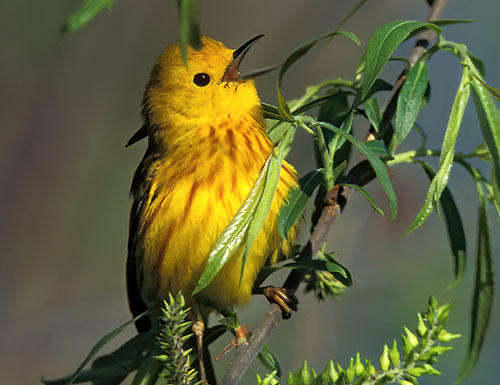 Yellow Warbler © Lang Elliott