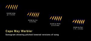 Sonogram showing Cape May Warbler song with pitch-lowered examples