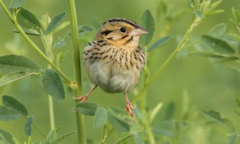 Henslow's Sparrow © Lang Elliott